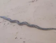 Cobra com mais de dois metros é encontrada na praia de Jaguaribe, em Salvador