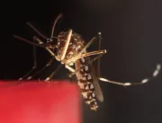 Dengue vai piorar no país em 2024, dizem especialistas