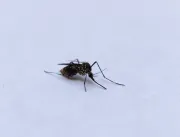 Estado de SP ultrapassa 200 mortes por dengue