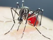 São Paulo tem só 5 distritos sem epidemia de dengue; veja quais são