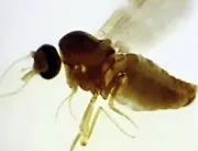 Transmitida por mosquito, febre oropouche tem alta no Brasil; saiba diferenciá-la da dengue