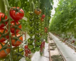 Nunhems inaugura o Centro de Experiência do Tomate na Holanda