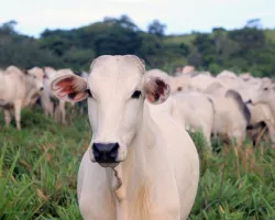 Nutrição é parte essencial de estratégia para fortalecer imunidade do gado